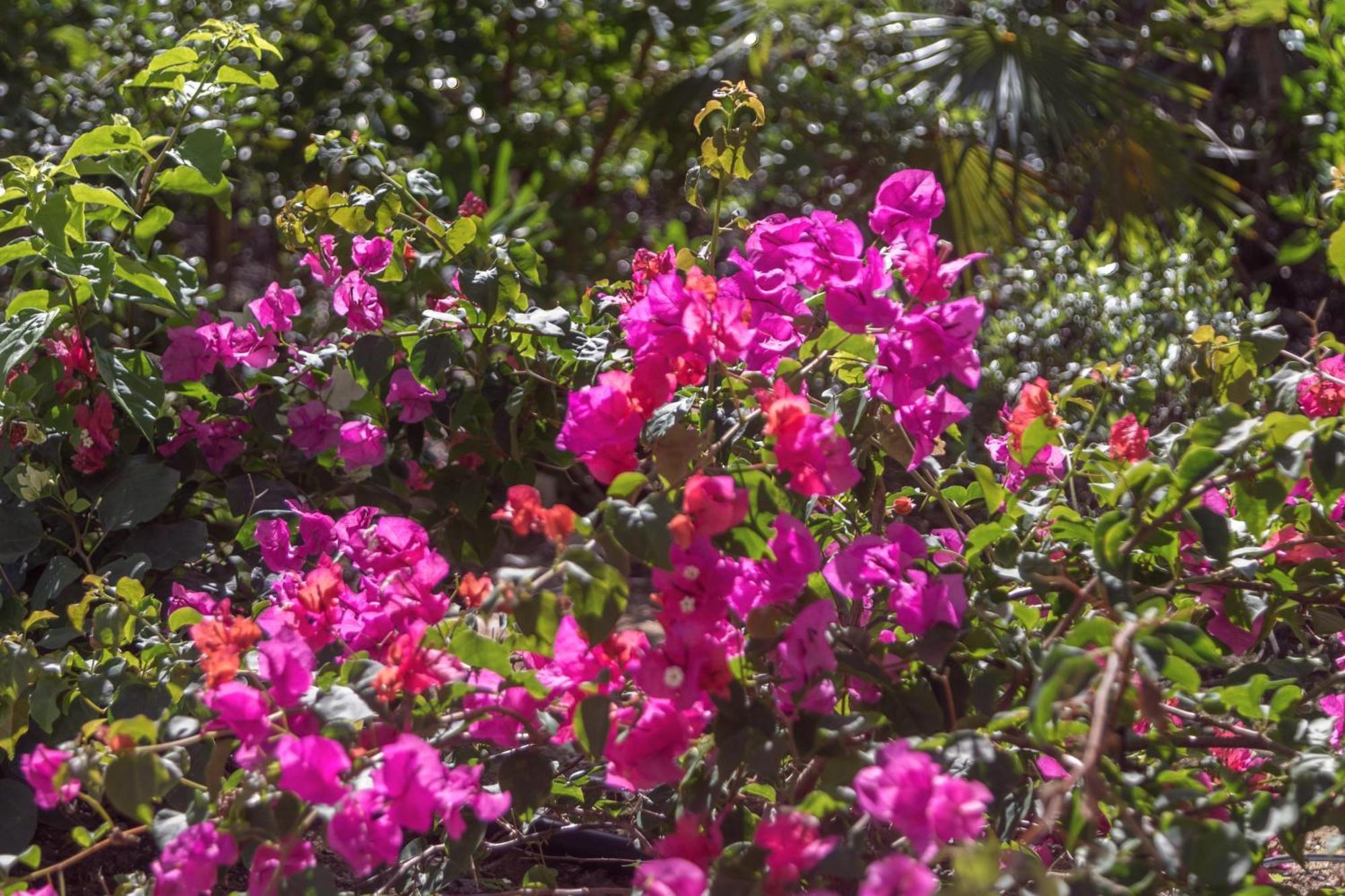 Esencia Cottage Long Bay ภายนอก รูปภาพ